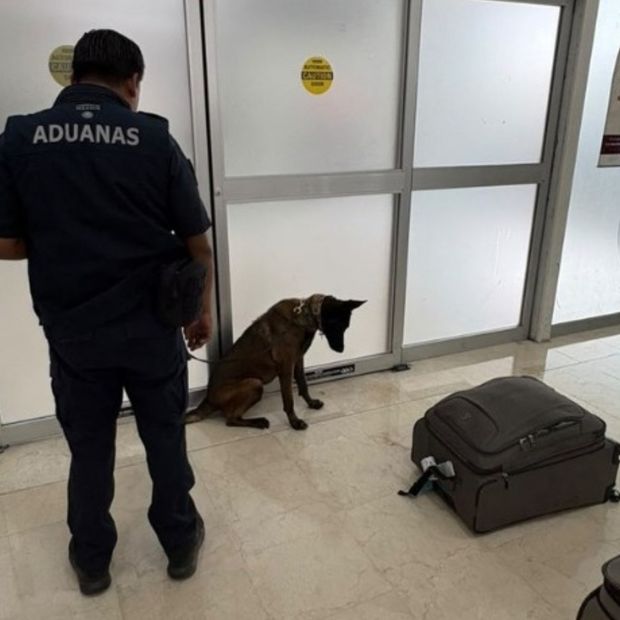 El sensor canino “Cinta”. Foto: N+